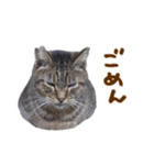神戸のさくら猫・神戸弁（個別スタンプ：23）