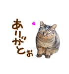 神戸のさくら猫・神戸弁（個別スタンプ：25）