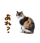 神戸のさくら猫・神戸弁（個別スタンプ：26）