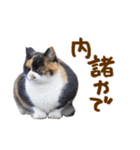 神戸のさくら猫・神戸弁（個別スタンプ：28）