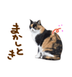 神戸のさくら猫・神戸弁（個別スタンプ：29）