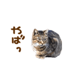 神戸のさくら猫・神戸弁（個別スタンプ：31）
