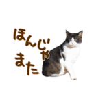 神戸のさくら猫・神戸弁（個別スタンプ：33）