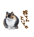 神戸のさくら猫・神戸弁（個別スタンプ：34）