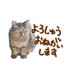 神戸のさくら猫・神戸弁（個別スタンプ：35）