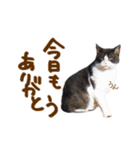 神戸のさくら猫・神戸弁（個別スタンプ：36）
