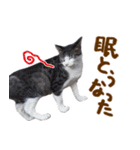 神戸のさくら猫・神戸弁（個別スタンプ：37）