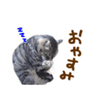 神戸のさくら猫・神戸弁（個別スタンプ：38）