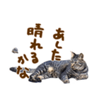 神戸のさくら猫・神戸弁（個別スタンプ：39）