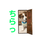 ろんろころん1（個別スタンプ：15）