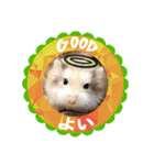 HammyVille 3: Super Cute Pet Hamsters（個別スタンプ：14）