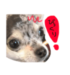 ブルーマールチワワのRia（個別スタンプ：5）