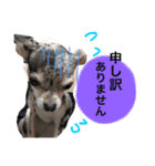 ブルーマールチワワのRia（個別スタンプ：6）