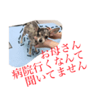ブルーマールチワワのRia（個別スタンプ：7）