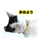 白黒の猫のスタンプ（個別スタンプ：1）