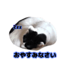 白黒の猫のスタンプ（個別スタンプ：2）