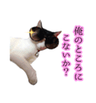 白黒の猫のスタンプ（個別スタンプ：3）