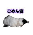 白黒の猫のスタンプ（個別スタンプ：8）