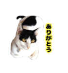 白黒の猫のスタンプ（個別スタンプ：9）