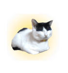 白黒の猫のスタンプ（個別スタンプ：10）