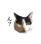 白黒の猫のスタンプ（個別スタンプ：17）