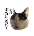 白黒の猫のスタンプ（個別スタンプ：18）