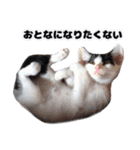 白黒の猫のスタンプ（個別スタンプ：19）