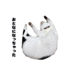白黒の猫のスタンプ（個別スタンプ：20）