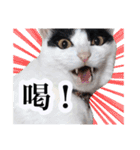 白黒の猫のスタンプ（個別スタンプ：22）