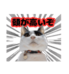 白黒の猫のスタンプ（個別スタンプ：23）