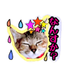 まおちゃん＆ねこちゃんず（個別スタンプ：6）
