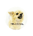 豆助語録（個別スタンプ：1）