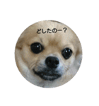 豆助語録（個別スタンプ：2）