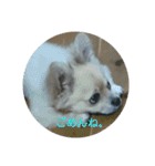 豆助語録（個別スタンプ：3）