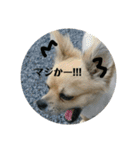 豆助語録（個別スタンプ：10）