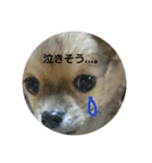 豆助語録（個別スタンプ：11）