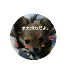 豆助語録（個別スタンプ：15）