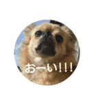 豆助語録（個別スタンプ：17）
