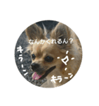 豆助語録（個別スタンプ：20）