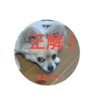 豆助語録（個別スタンプ：31）
