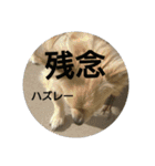 豆助語録（個別スタンプ：32）