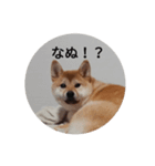 あんこ2018（個別スタンプ：2）