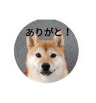 あんこ2018（個別スタンプ：6）