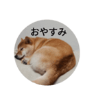 あんこ2018（個別スタンプ：7）