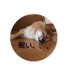 あんこ2018（個別スタンプ：8）
