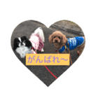 ひまコナスタンプ第1弾（個別スタンプ：5）