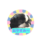 ひまコナスタンプ第1弾（個別スタンプ：6）