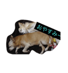 ビビとルル（個別スタンプ：2）