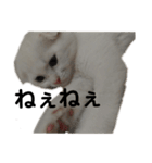 ほたる's スタンプ（子猫）（個別スタンプ：8）