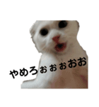 ほたる's スタンプ（子猫）（個別スタンプ：9）